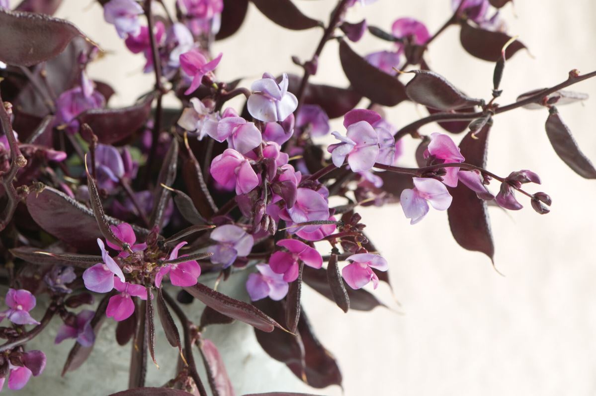 Ruby Moon – Hyacinth Bean Seed